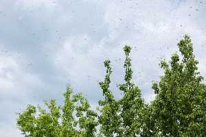 klicken f�r gro&szlig;es Bild