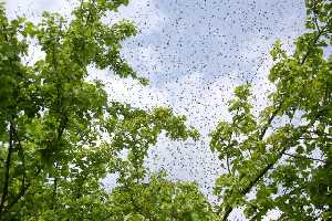 klicken f�r gro&szlig;es Bild