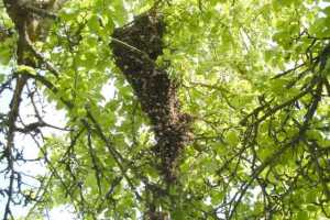 klicken f�r gro&szlig;es Bild