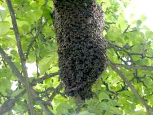 klicken f�r gro&szlig;es Bild